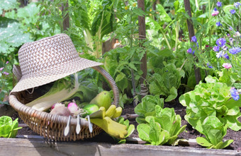 新鲜的蔬菜柳条篮子与他放置用花装饰的蔬菜花园