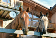 两个头马后面栅栏前面木小屋