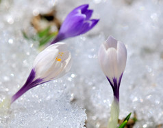 漂亮的野生番红花属盛开的的雪