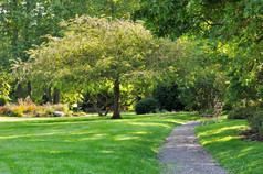 路径通过翠绿的公园与树