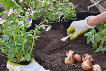 手园丁种植违反了花的土壤的花园关闭手园丁种植违反了花的土壤的花园