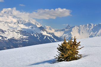 小冷杉的雪前面山