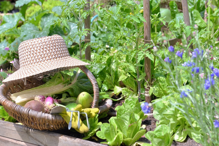 柳条他把篮子与新鲜的蔬菜小蔬菜花园
