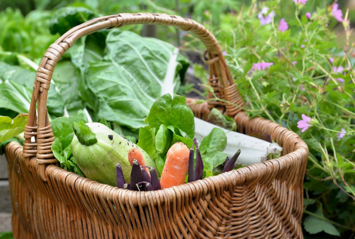 新鲜的蔬菜柳条篮子放置用花装饰的蔬菜花园