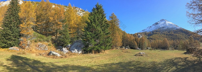 全景视图高山森林与冷杉和落叶松山下蓝色的天空高山森林与冷杉和落叶松山下蓝色的天空