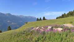 粉红色的花草地高山山下蓝色的天空