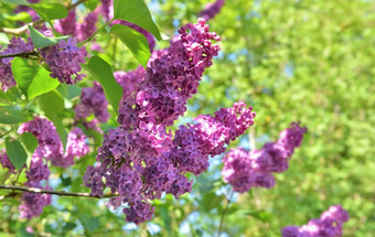 关闭美丽的紫色的淡紫色花盛开的绿色树叶关闭紫色的淡紫色盛开的花园