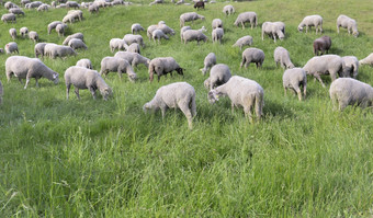 羊群高山牧场放牧绿色植物草地羊群高山放牧