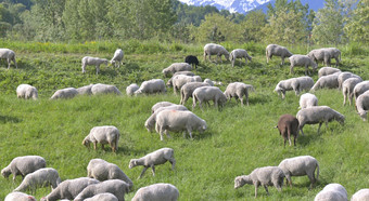 羊群高山放牧夏天羊群高山放牧
