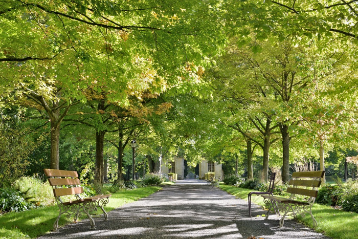 美丽的绿色树叶树矿房小巷公共公园与两个空长椅长椅小巷美丽的公园矿房绿色树叶树