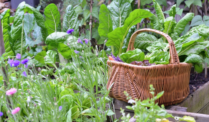 新鲜的蔬菜柳条篮子小蔬菜花园