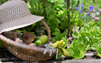 新鲜的蔬菜柳条篮子与他放置蔬菜花园