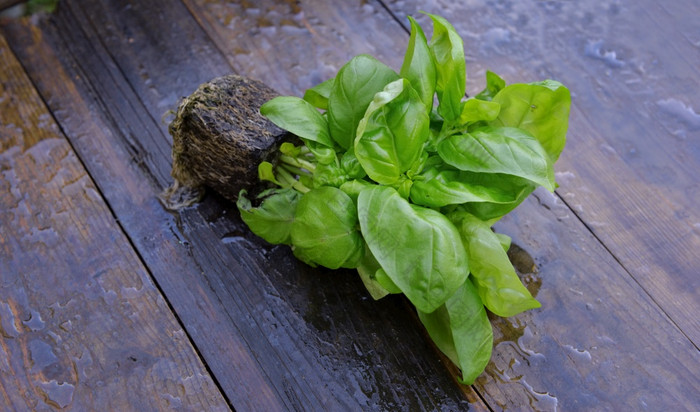 关闭新鲜的重要的植物污垢湿板材重要的植物污垢湿板材