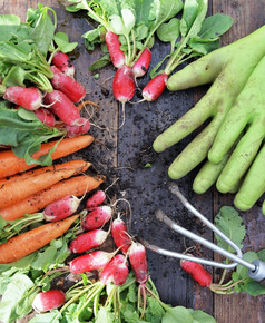 前视图有机脏胡萝卜和萝卜新鲜收获花园和把板材与小耙和手套