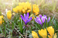 漂亮的紫罗兰色的和黄色的番红花属花盛开的花园漂亮的紫罗兰色的和黄色的番红花属盛开的花园