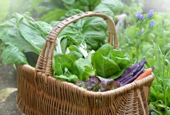 新鲜的蔬菜柳条篮子把蔬菜花园