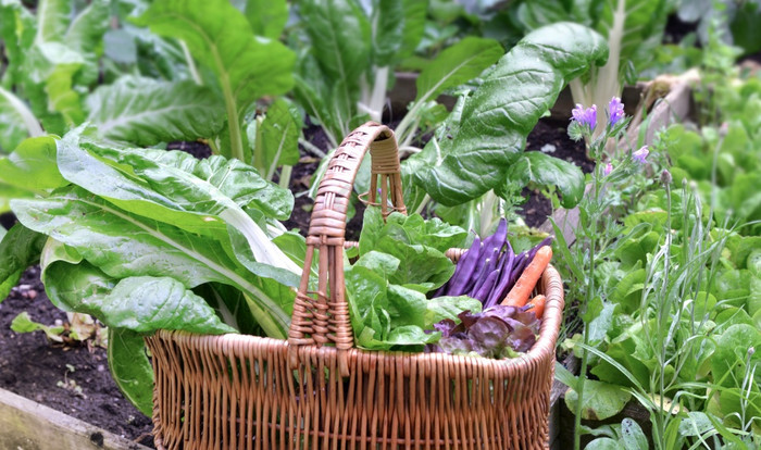 新鲜的蔬菜柳条篮子把蔬菜花园