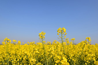 关闭黄色<strong>的花</strong>油菜籽日益增长<strong>的</strong>场下<strong>蓝色的</strong>天空关闭黄色<strong>的花</strong>油菜籽日益增长<strong>的</strong>场下<strong>蓝色的</strong>天空