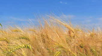 耳朵小麦日益增长的场变形下蓝色的天空耳朵小麦日益增长的场变形下蓝色的天空