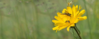 特写镜头高山黄色的野生花盛开的<strong>草地</strong>与蜜蜂收集绿色模糊背景黄色的野花盛开的<strong>草地</strong>与蜜蜂收集