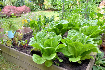 关闭新鲜的生菜日益增长的木容器蔬菜花园新鲜的生菜日益增长的木容器花园