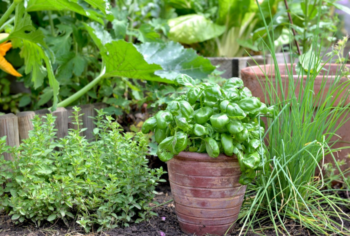 芳香植物和罗勒盆栽把的土壤与刮胡子和origano花园芳香植物和罗勒盆栽花园