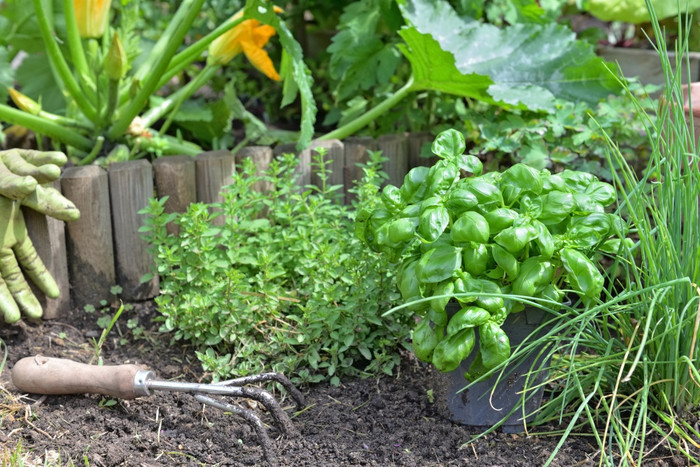 罗勒盆栽和芳香植物与铲的土壤日益增长的花园罗勒盆栽芳香植物与铲的土壤花园