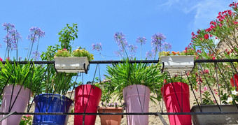 花和植物色彩斑斓的花盆装修阳台后面护栏下蓝色的天空