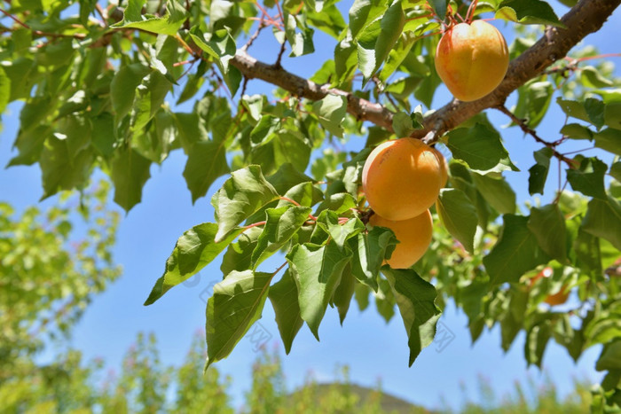特写镜头杏子日益增长的的树下蓝色的天空特写镜头杏子日益增长的的树下蓝色的天空