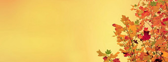 全景视图树叶枫木与金秋天的颜色黄色的背景树叶枫木与金秋天颜色