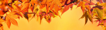全景视图橙色秋天的树叶枫木树黄色的背景橙色秋天的树叶日本枫木树黄色的背景