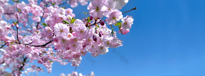 美丽的粉红色的花樱桃树盛开的清晰的蓝色的天空美丽的花樱桃树盛开的蓝色的天空
