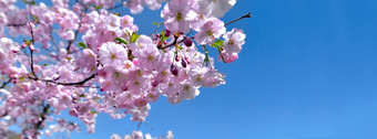 美丽的粉红色的花樱桃树<strong>盛开</strong>的清晰的蓝色的天空美丽的花樱桃树<strong>盛开</strong>的蓝色的天空