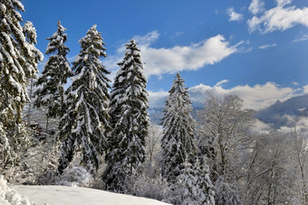 高冷杉覆盖与雪山景观