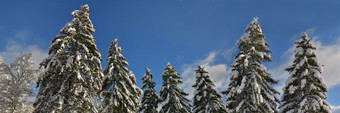 高冷杉覆盖与雪蓝色的天空背景