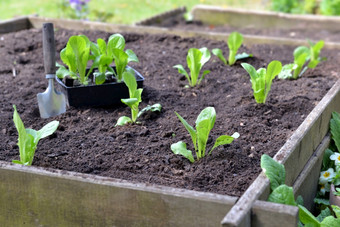 幼苗生菜和种植的土壤<strong>广场花园</strong>与铲幼苗生菜和种植的土壤<strong>广场花园</strong>