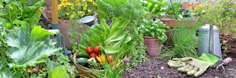 蔬菜花园与新鲜的蔬菜篮子和芳香植物