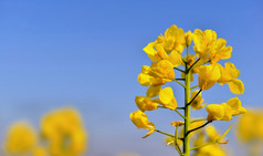 关闭黄色的花油菜籽日益增长的场下蓝色的天空