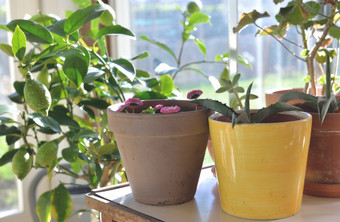 盆栽植物小表格温室与柠檬树盆栽植物小表格和园艺设备温室