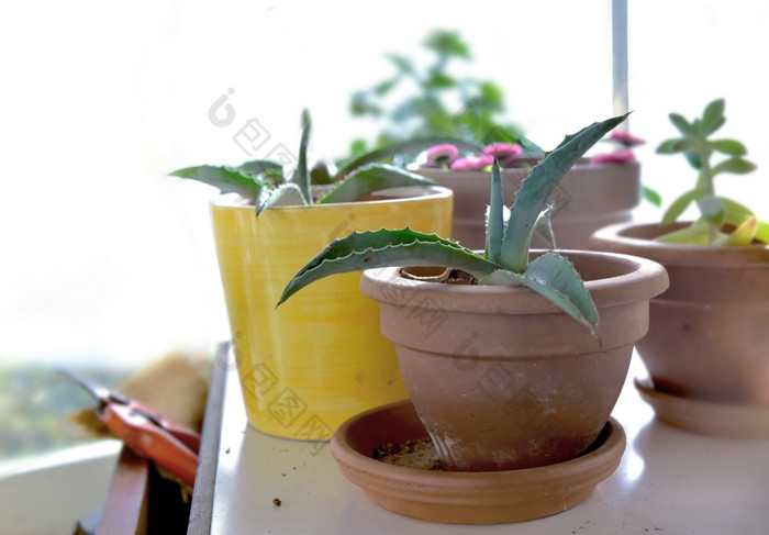 盆栽植物小表格和园艺设备温室