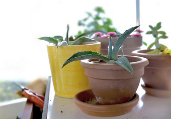 盆栽植物小表格和园艺设备温室