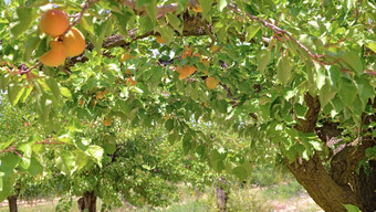 杏子日益增长的的树在叶子<strong>果园</strong>杏子日益增长的的树在叶子<strong>果园</strong>