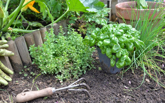 罗勒<strong>盆栽</strong>和芳香植物与铲的土壤日益增长的花园罗勒<strong>盆栽</strong>芳香植物与铲的土壤花园