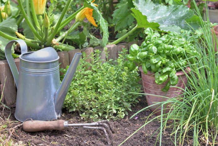 芳香植物和罗勒盆栽花园与园艺设备的土壤芳香植物和罗勒盆栽花园与园艺设备