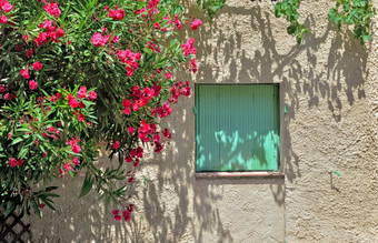窗口关闭与绿色百叶窗外观与夹竹桃盛开的窗口关闭与绿色百叶窗外观与布什粉红色的花盛开的