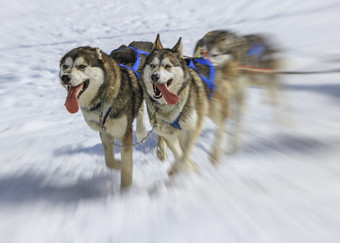 前面视图三个沙哑的狗比赛冬天莫斯通过瑞士三个沙哑的狗比赛冬天莫斯通过瑞士