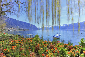 色彩斑斓的春天花日内瓦湖和阿尔卑斯山脉山的背景美丽的一天蒙特勒瑞士色彩斑斓的春天花日内瓦湖和阿尔卑斯山脉山