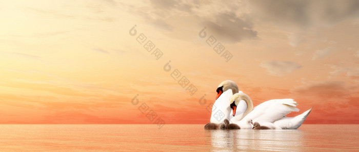 天鹅家庭浮动在水日落渲染天鹅家庭渲染