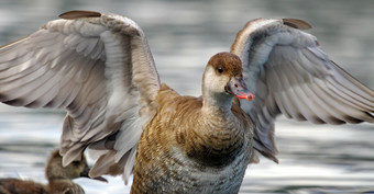 red-crested<strong>红头潜鸭</strong>内塔鲁菲娜女摇晃翅膀