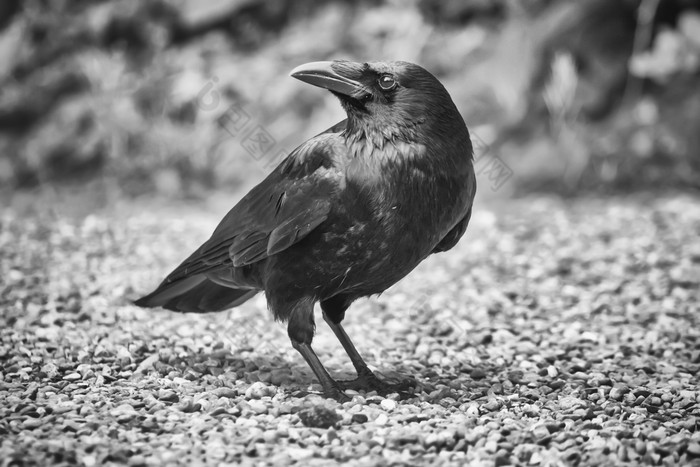 黑色的和白色常见的乌鸦乌鸦座科拉克斯站的地面